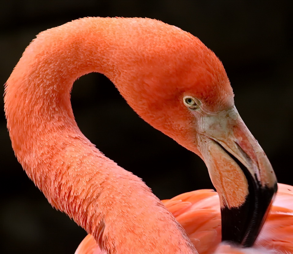 Flamingo(Zoo-Leipzig)