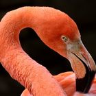 Flamingo(Zoo-Leipzig)