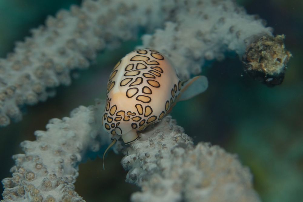 Flamingozunge - Cyphoma gibbosum