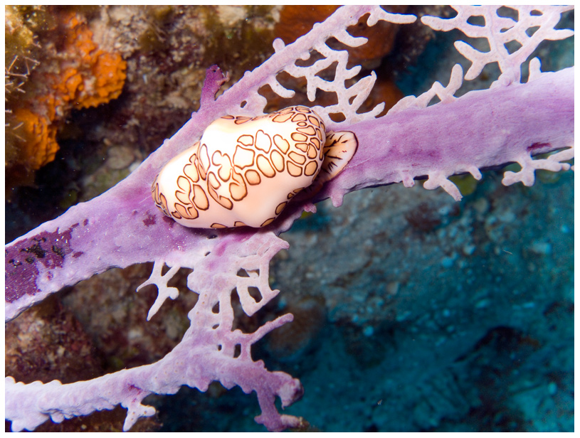 Flamingozunge (Porzellanschnecke)