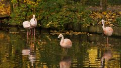 Flaminogs im Herbst