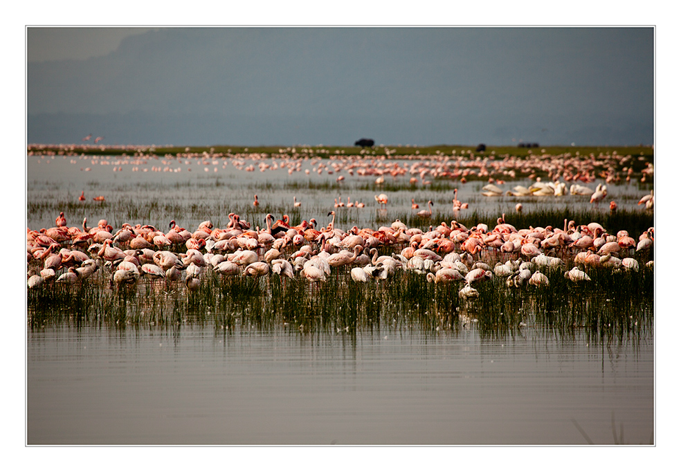 Flaminos am Lake Nakuru