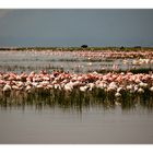 Flaminos am Lake Nakuru