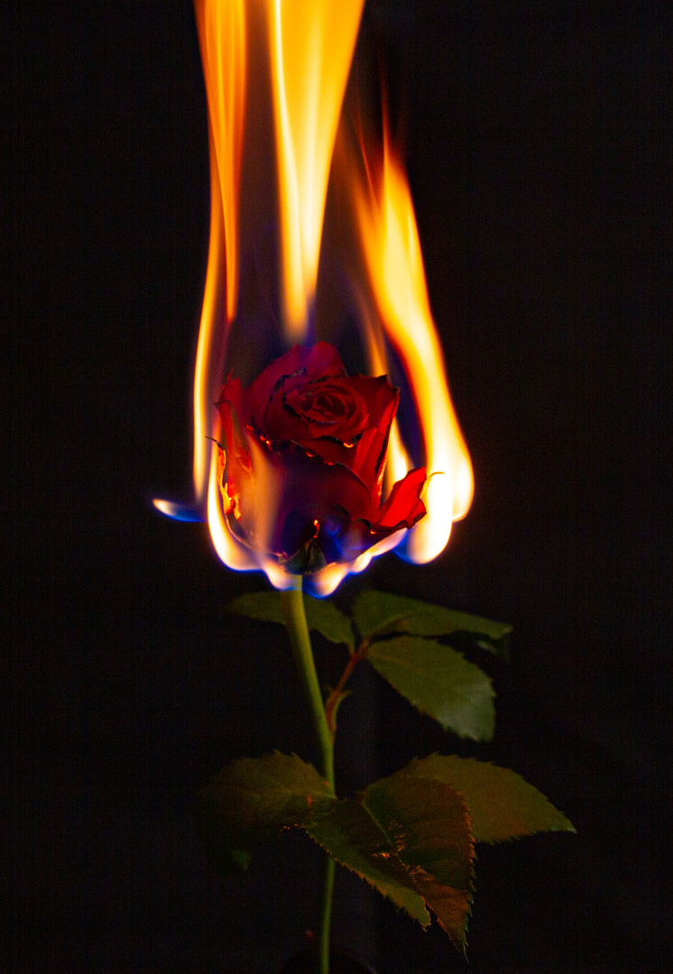 Flamme der Liebe