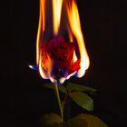 Flamme der Liebe