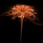  flamme fleur