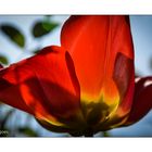 Flamme im Licht - Tulpe II