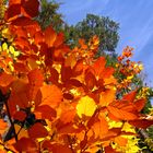 Flammen des Herbstes