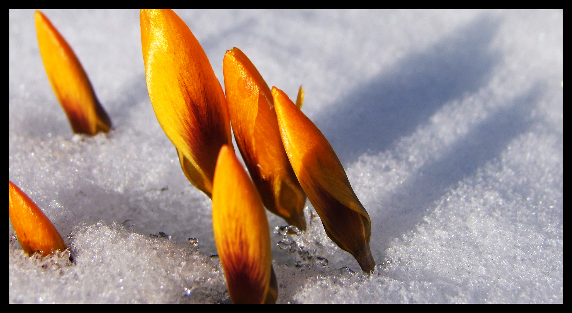 Flammen im Schnee