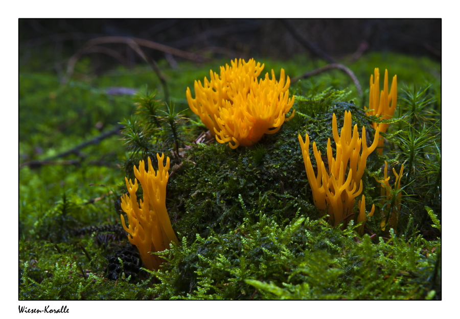 Flammen im Wald