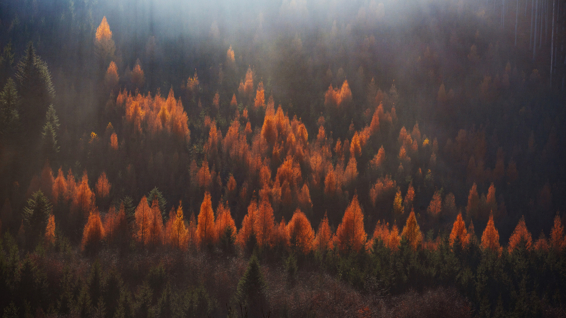 Flammen im Wald
