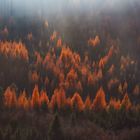 Flammen im Wald