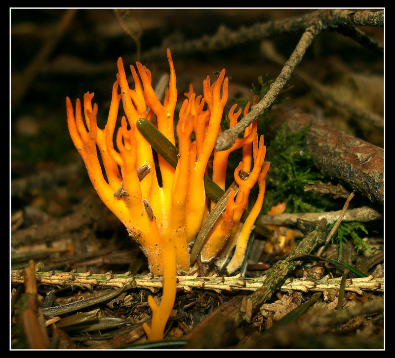"Flammen im Wald"