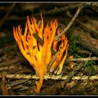 "Flammen im Wald"