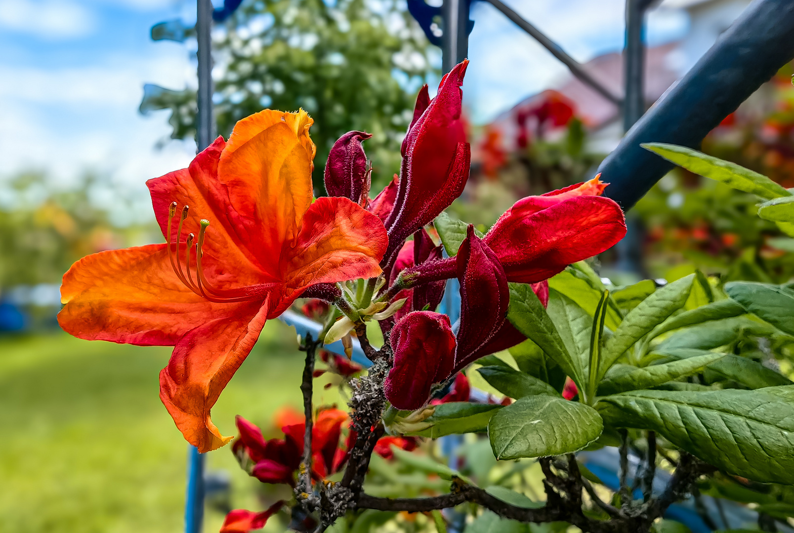 Flammenalpenrose