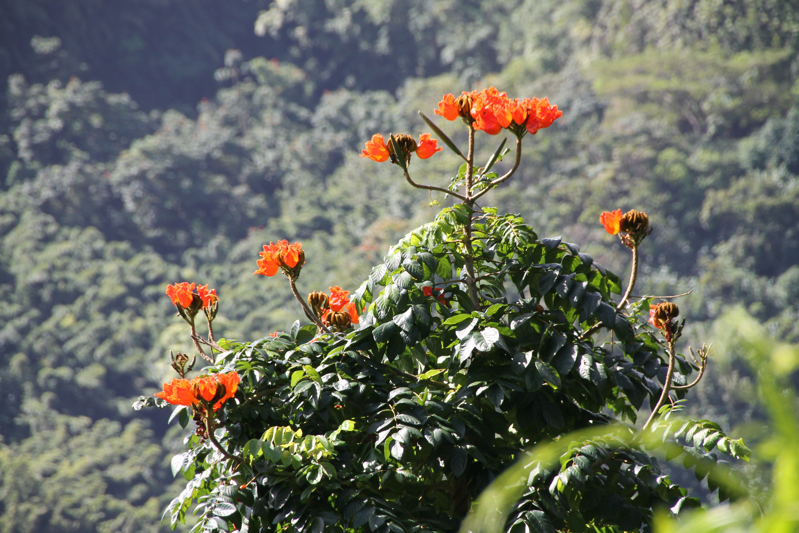 Flammenbaum auf Maui