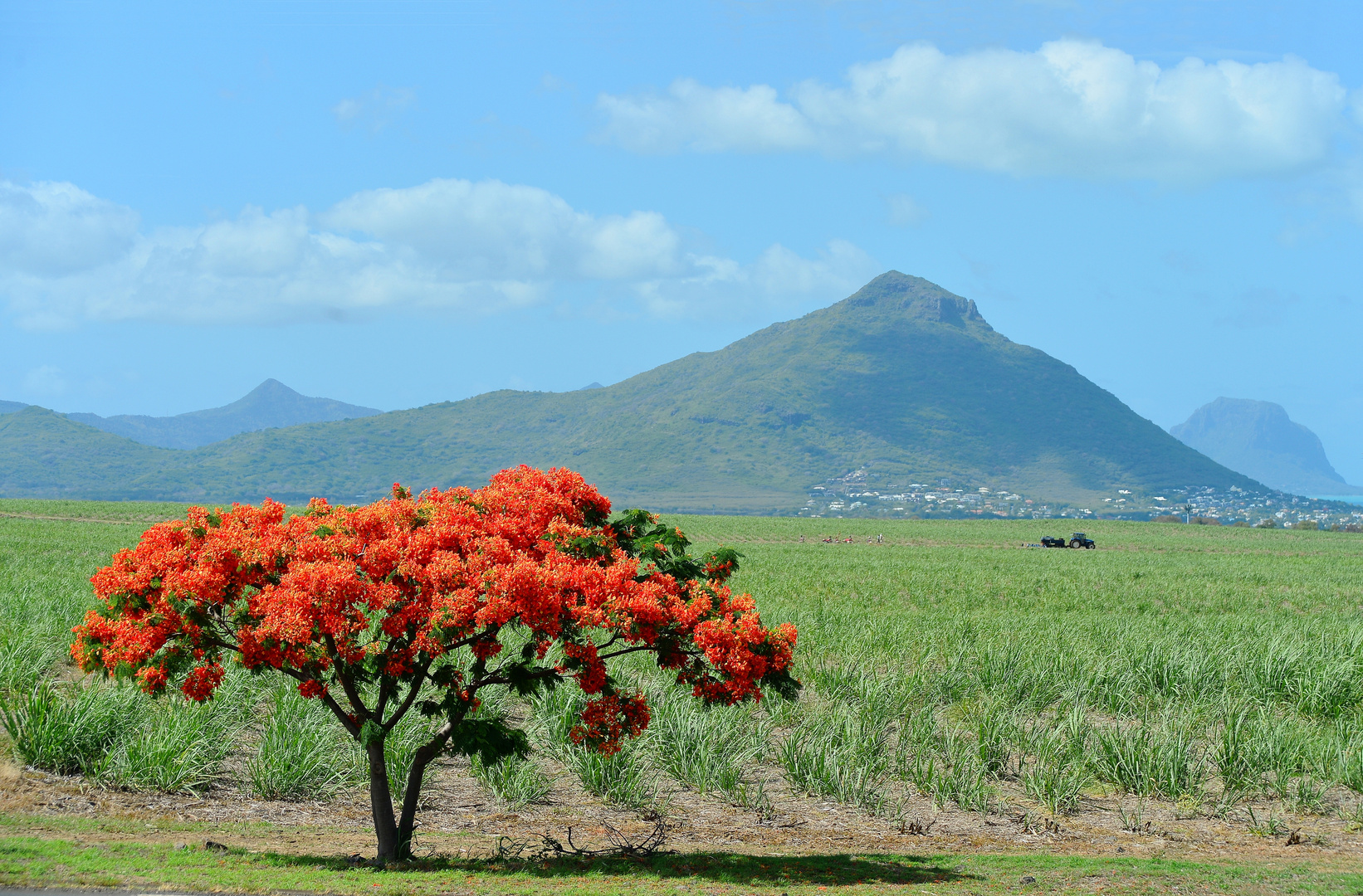 Flammenbaum auf Mauritius