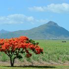 Flammenbaum auf Mauritius