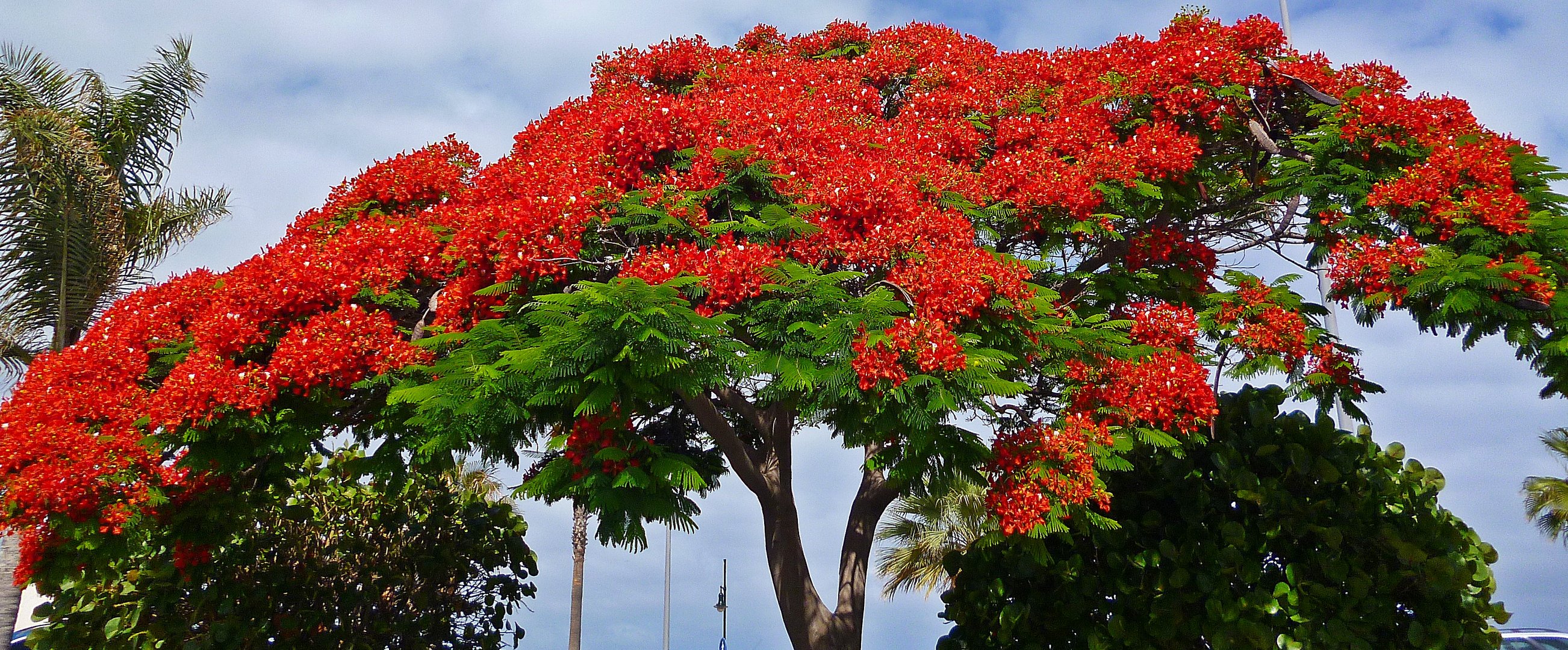 Flammenbaum RoyalPoinciana(Delonix regia )