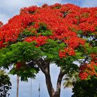 Flammenbaum RoyalPoinciana(Delonix regia )