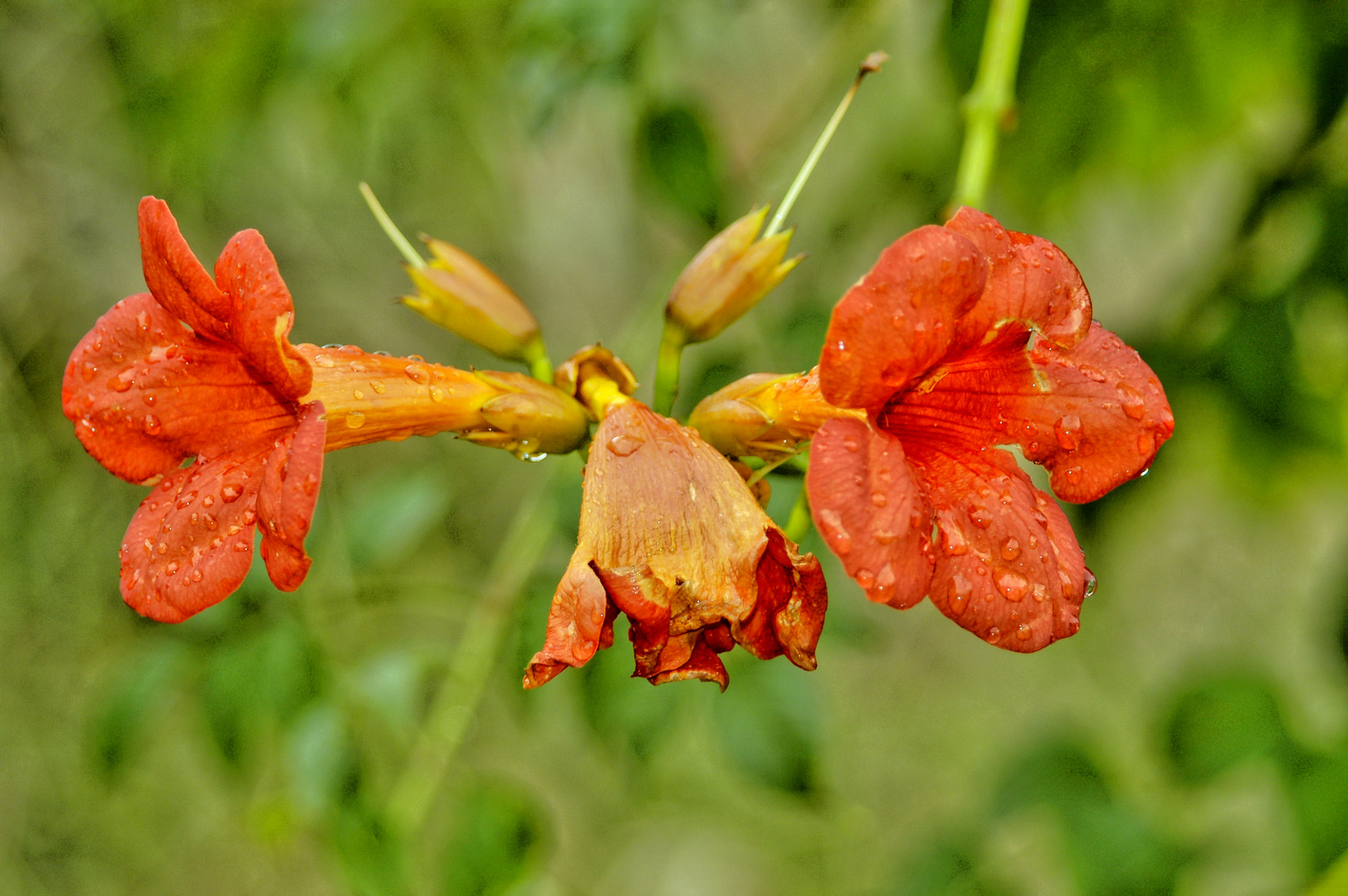 Flammenblume