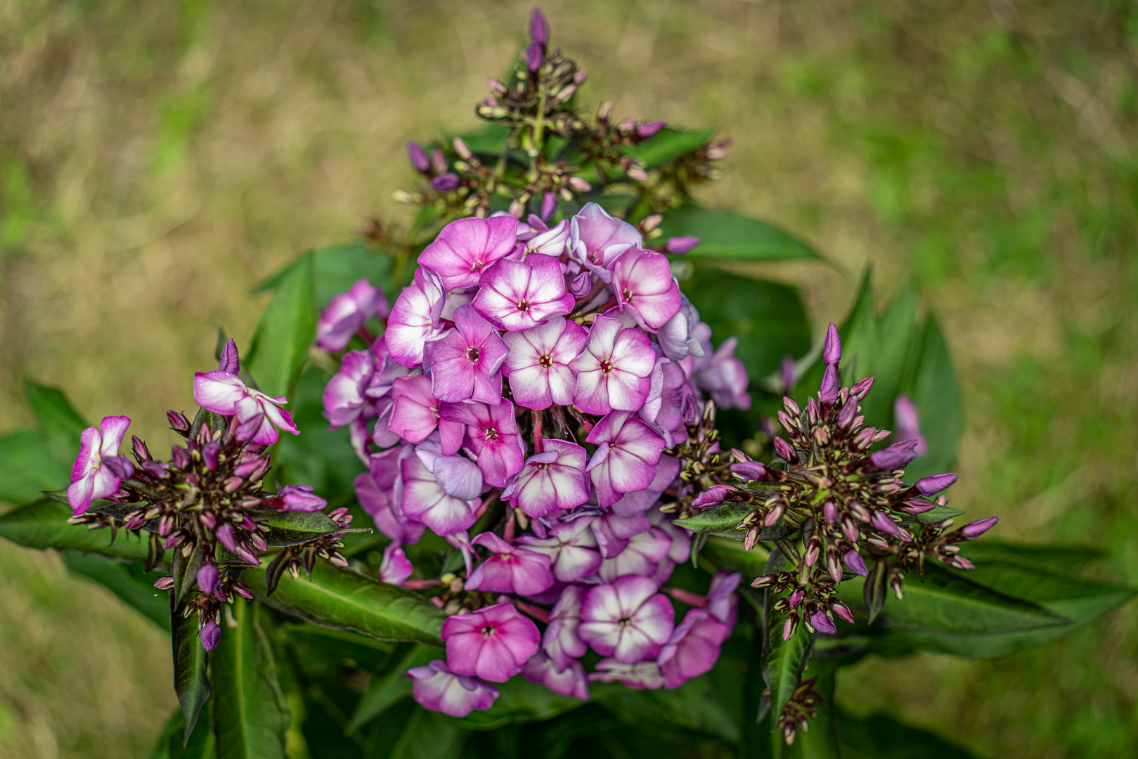 Flammenblume 