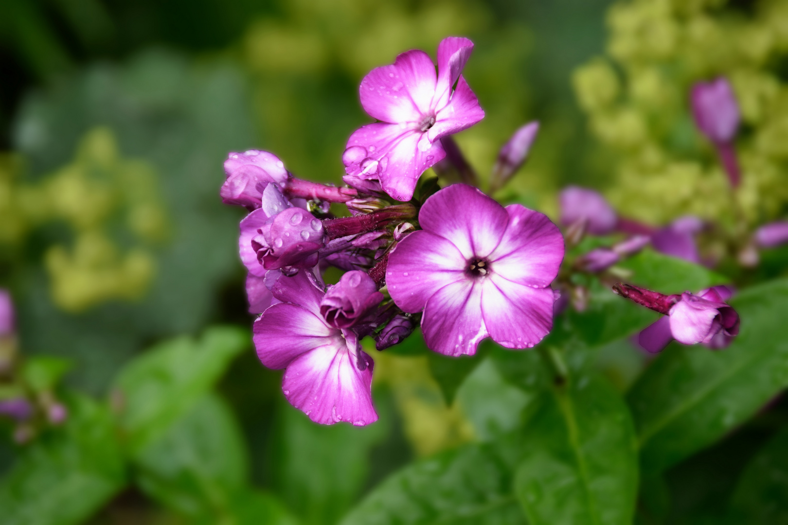 Flammenblume ( Phlox  paniculata) 