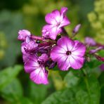 Flammenblume ( Phlox  paniculata) 