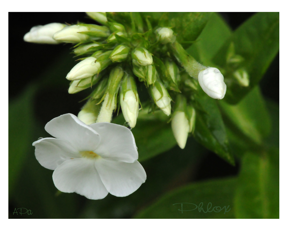 Flammenblumen