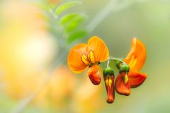 ... flammend orange ...