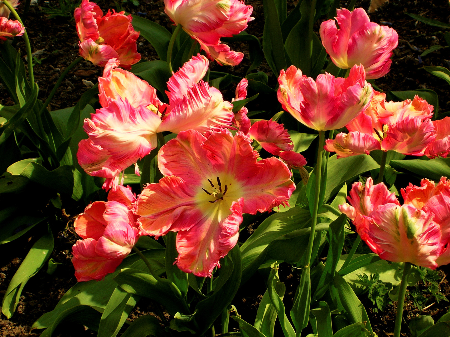 Flammende Blüten, liebe Ostergrüße