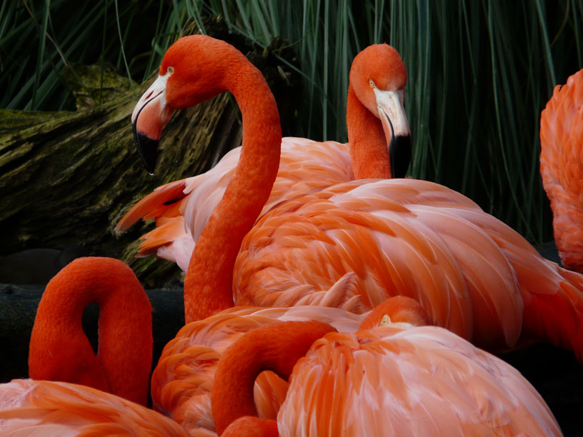 flammende Flamingos