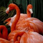 flammende Flamingos