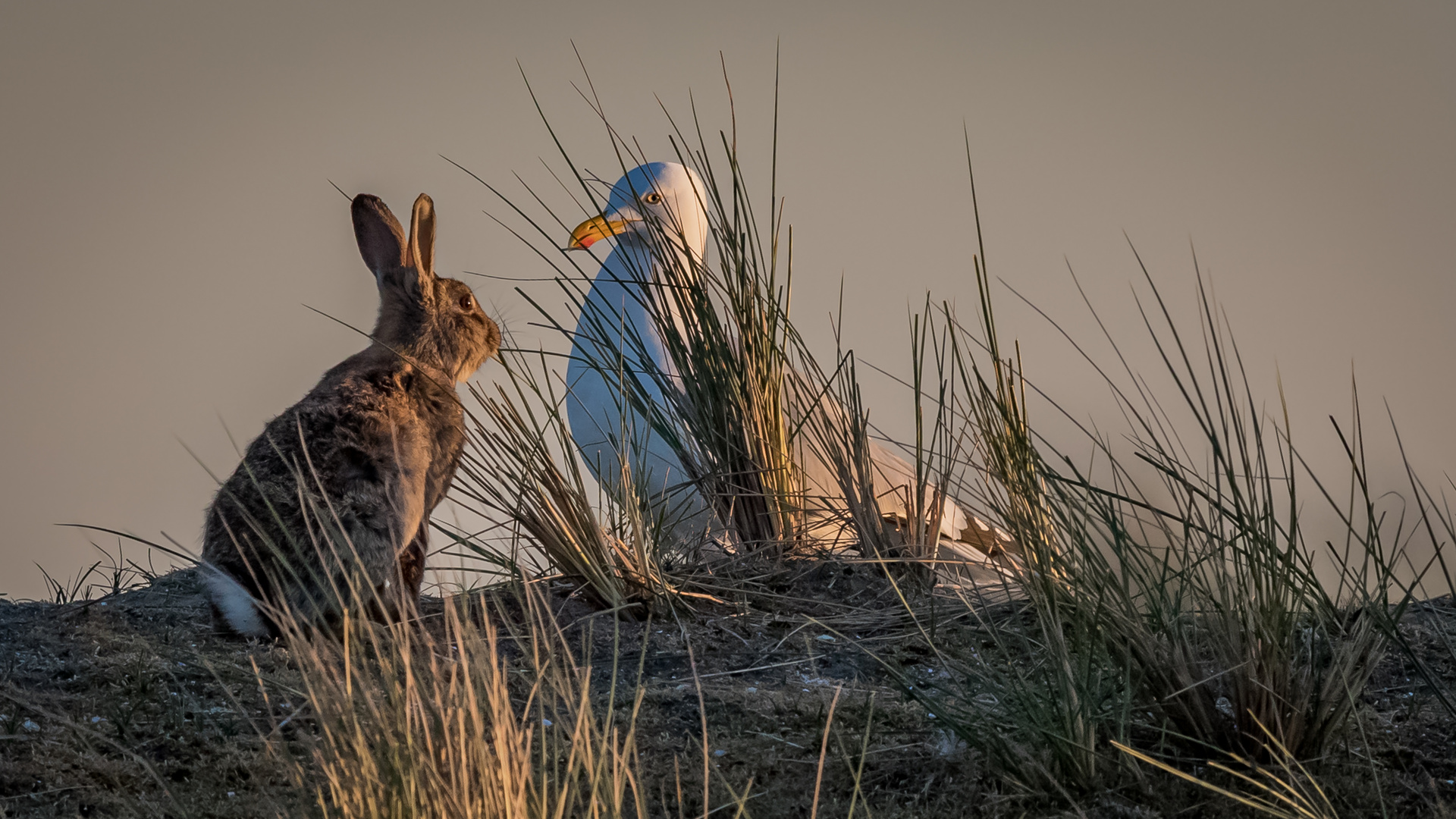 Flammende Herzen Foto &amp; Bild | sand, hase, natur Bilder auf fotocommunity