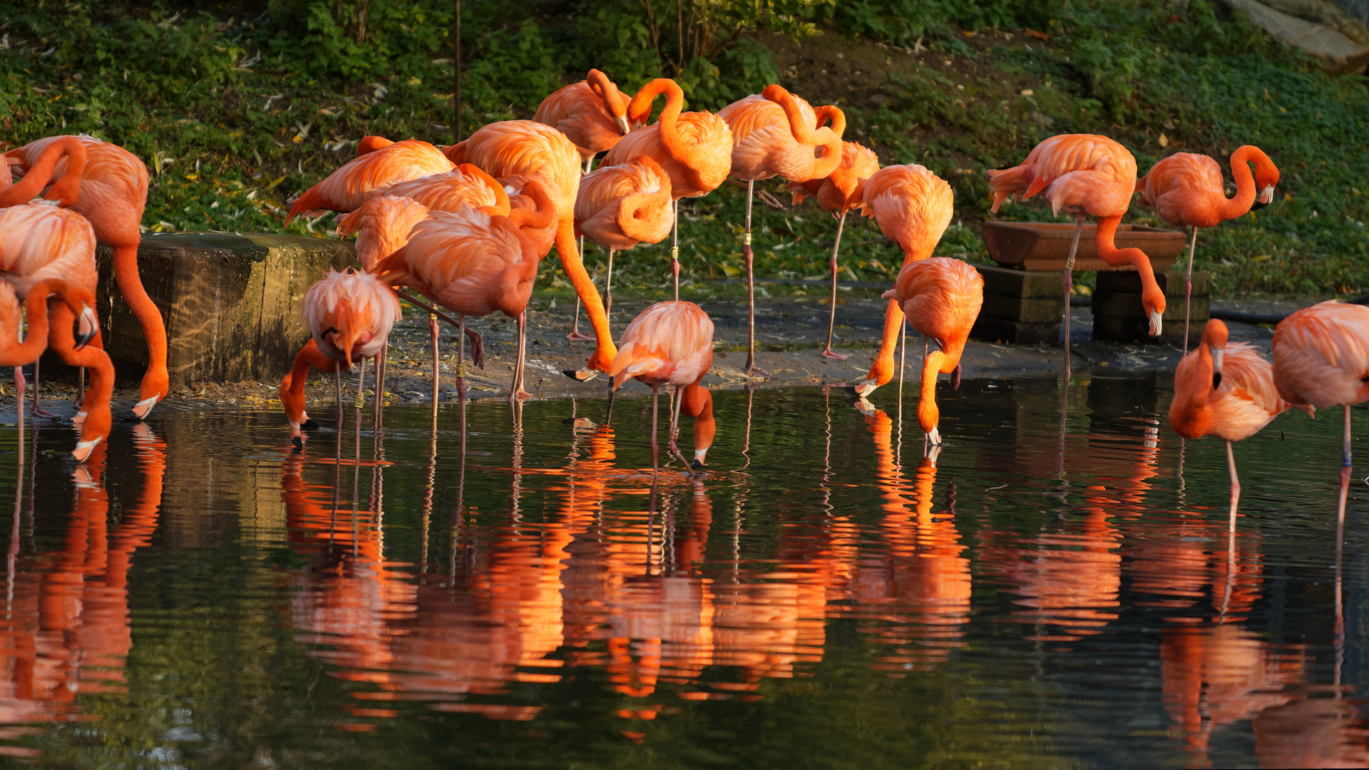 Flammende Ingos im Licht der Morgensonne