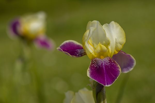 Flammende Schönheit