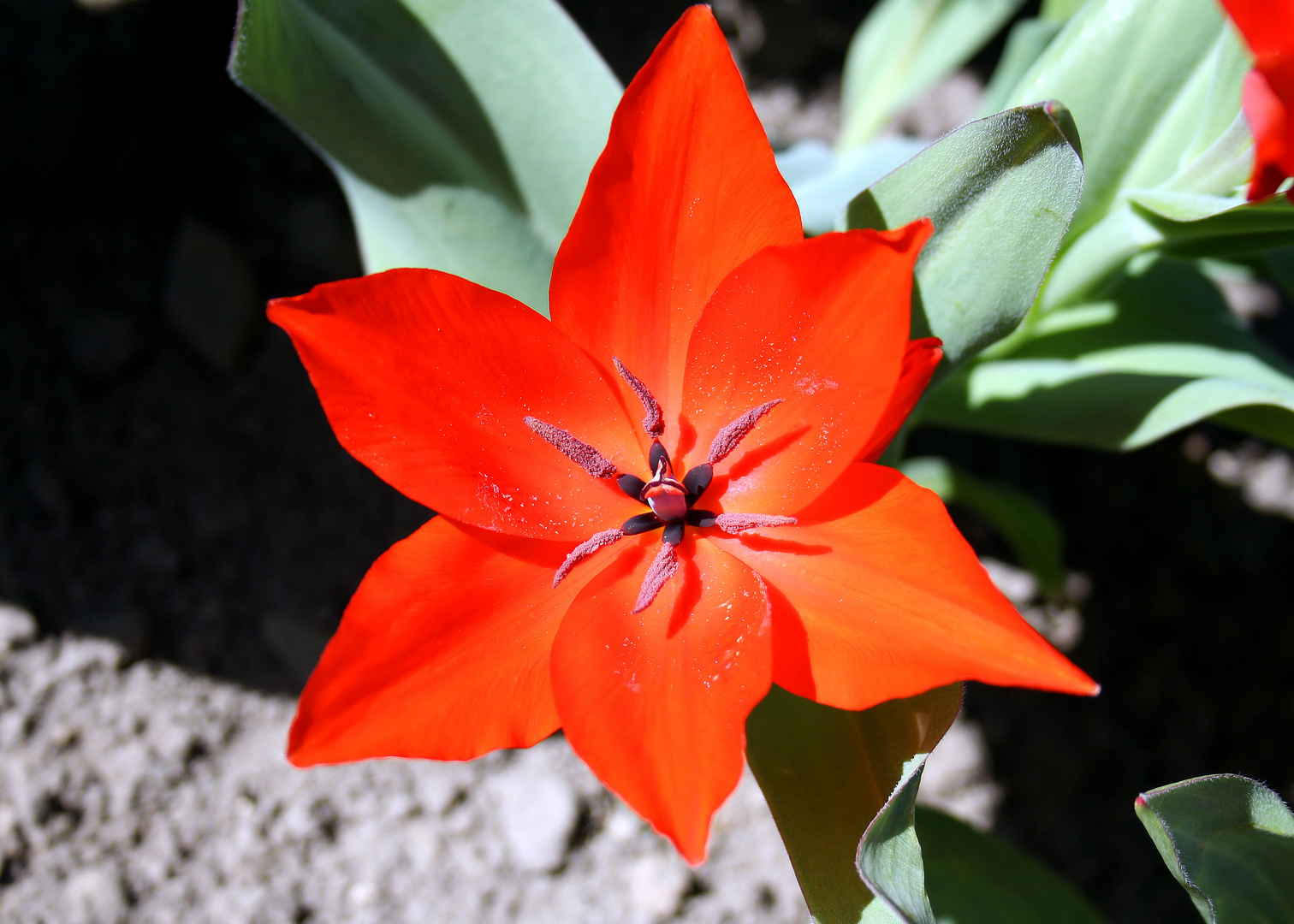 Flammende Tulpe