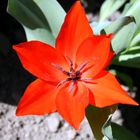 Flammende Tulpe