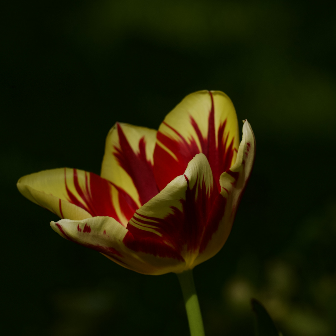 Flammende Tulpe