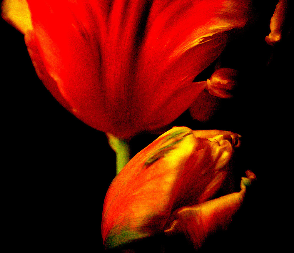 flammende Tulpen