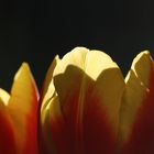 Flammende Tulpen im Gegenlicht