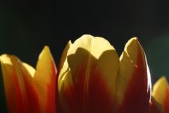 Flammende Tulpen im Gegenlicht
