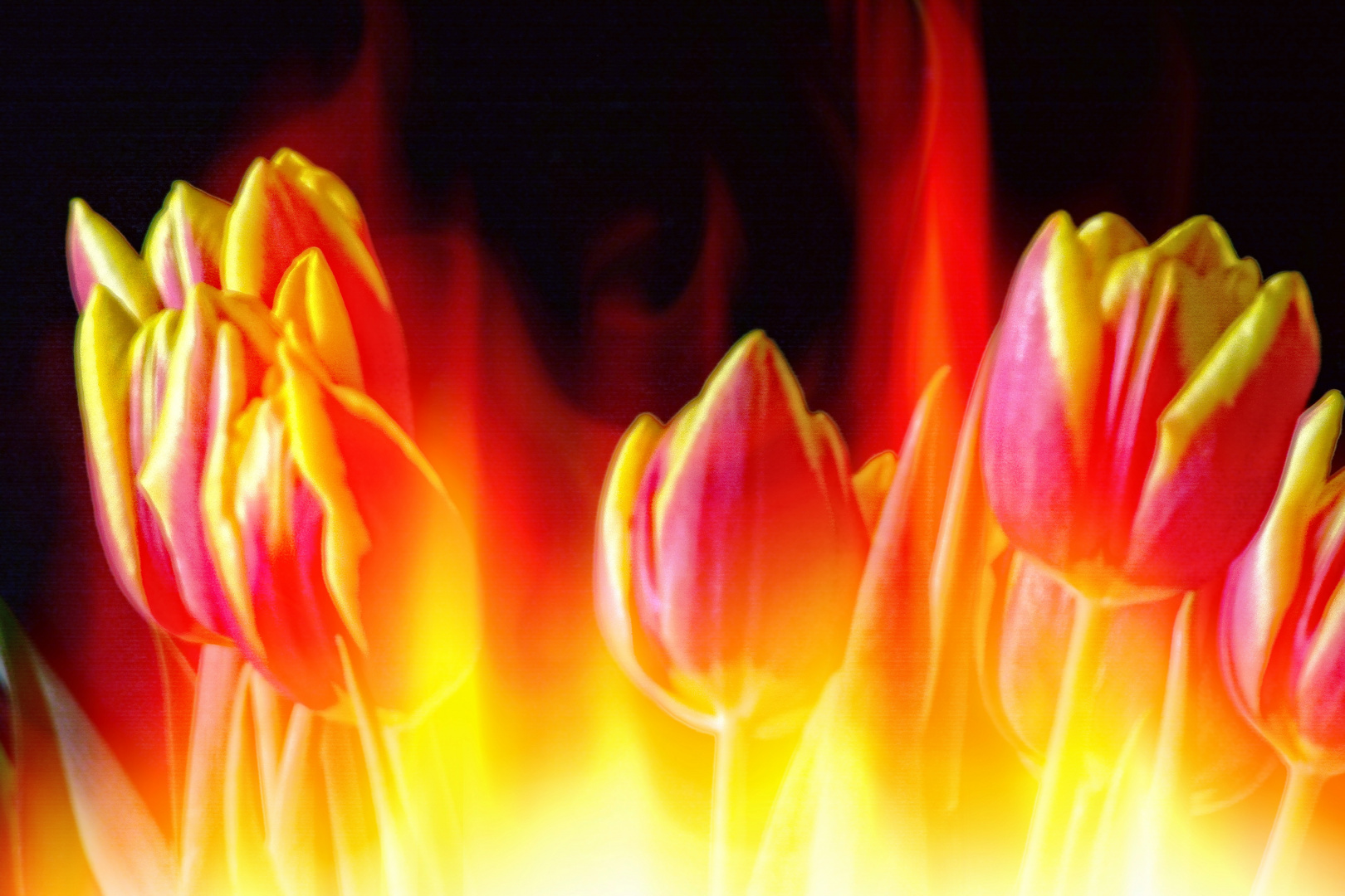 Flammende Tulpen zum Mittwoch