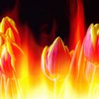 Flammende Tulpen zum Mittwoch