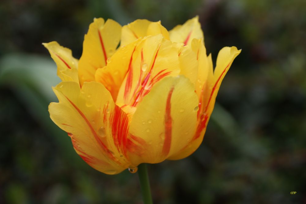 flammende Tulpenschönheit