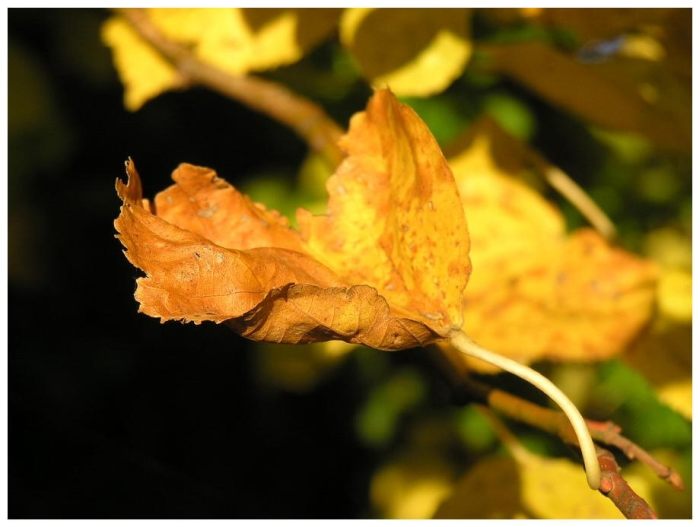 "flammender" Herbst