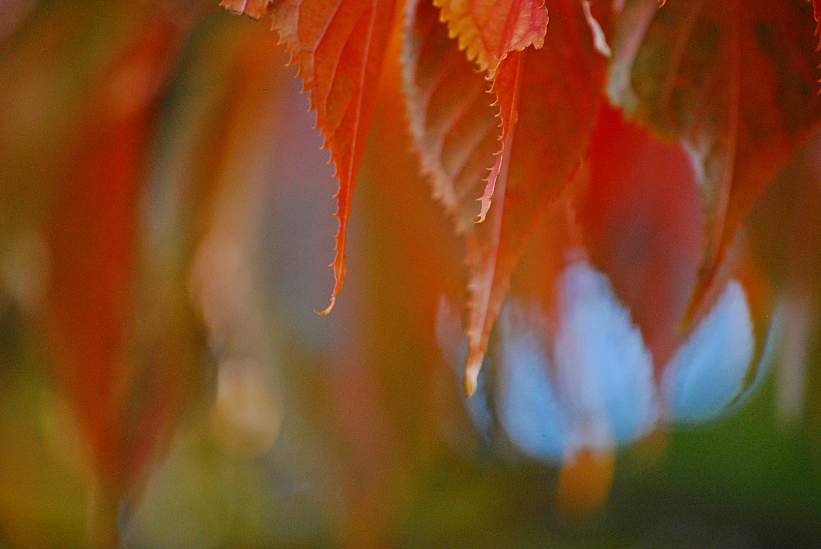 flammender Herbst...