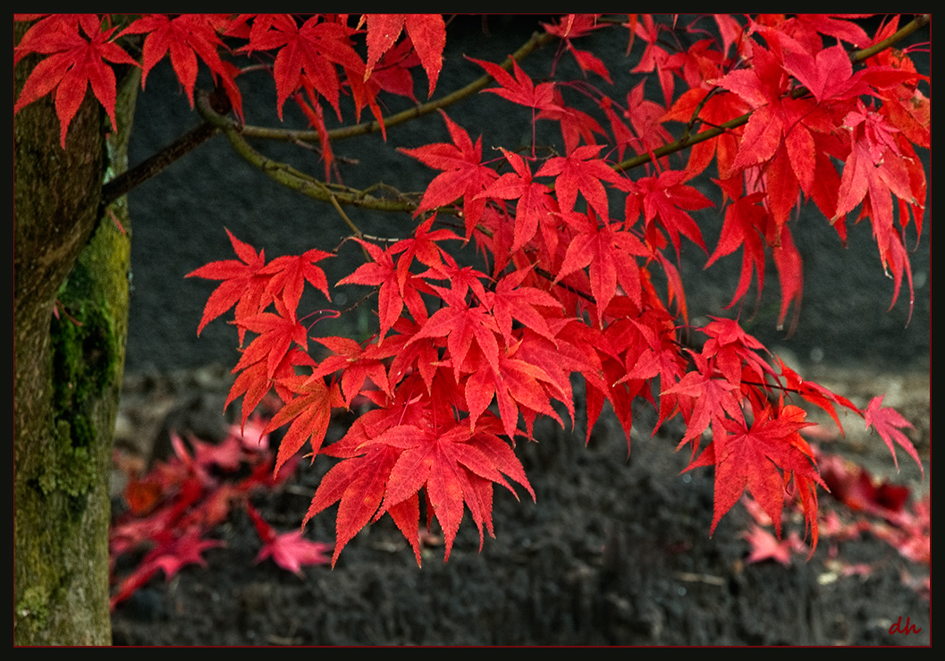 Flammender Herbst