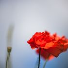 Flammender Mohn