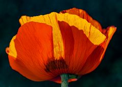 flammender MOhn